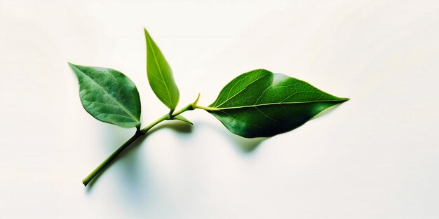Zielona łodyga z liściem wyizolowanym na białym tle