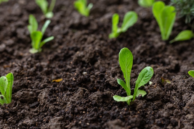 Zdjęcie zielona młoda sałaty roślina w organicznie ogródzie.