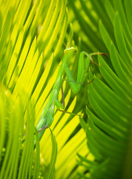 Zielona modliszka Mantodea pozuje wśród zielonych liści