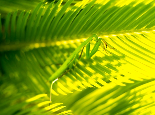 Zielona modliszka Mantodea pozuje wśród zielonych liści