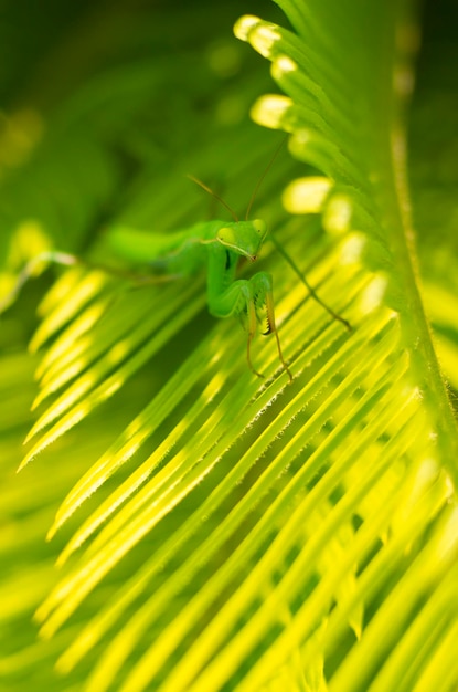 Zielona modliszka Mantodea pozuje wśród zielonych liści