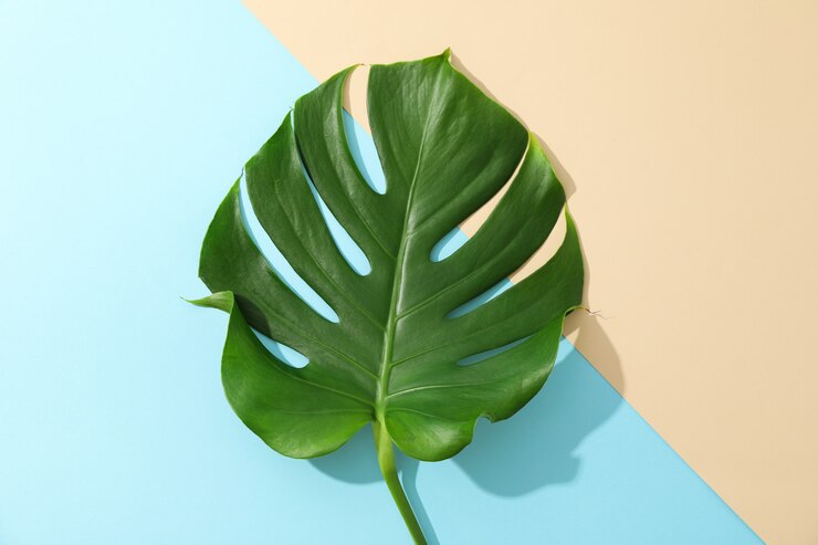 Zdjęcie zielona monstera na dwu tonowym stole