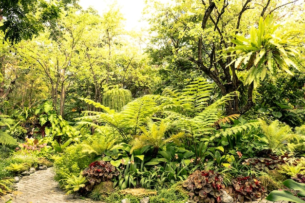 Zielona Natura Paproci I Drzew W Tropikalnym Ogrodzie