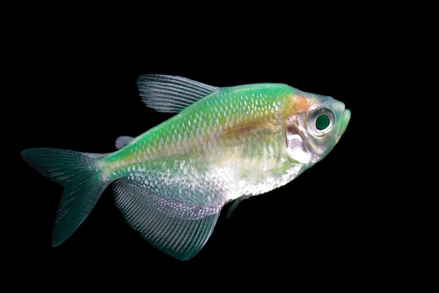 Zielona neonowa ryba na czarnym tle