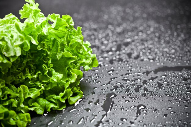Zielona organicznie sałata sałatka z wodą opuszcza zbliżenie