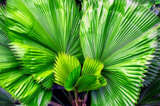 Zielona palma pozostawia tropikalny tło