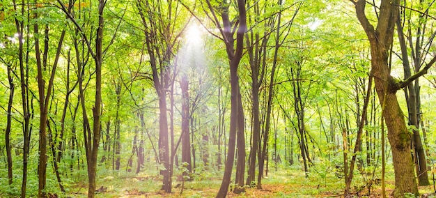 Zielona panorama lasu z chodnikiem jesiennych drzew i światłem słonecznym przez liście