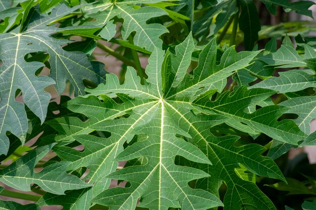 Zdjęcie zielona papaja papaja carica pozostawia naturalne tło