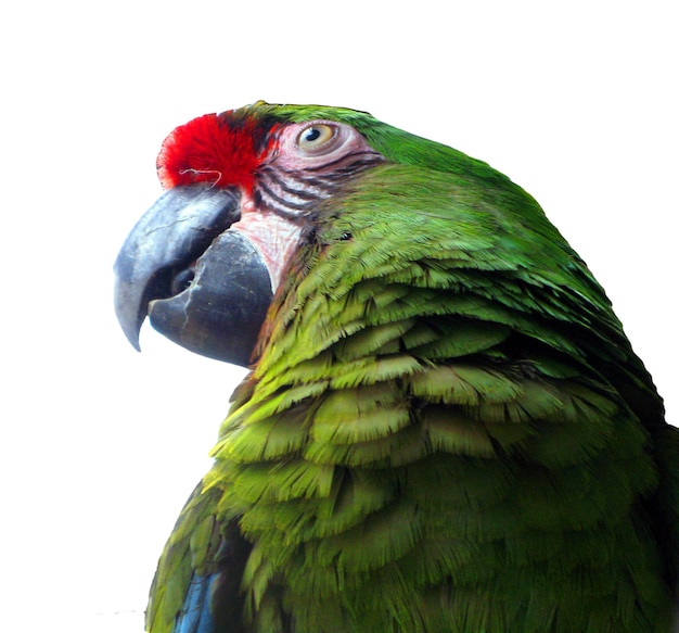Zielona papuga głowy samodzielnie na biały Ara chloroptera Głowa makro w profilu. Piękny zielony ptak