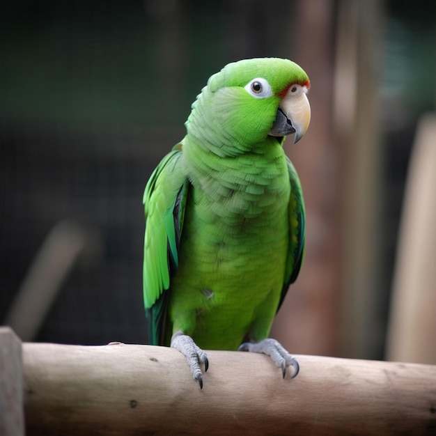 Zielona papuga siedzi na drewnianym słupku.
