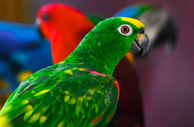 Zielona papuga z bliska