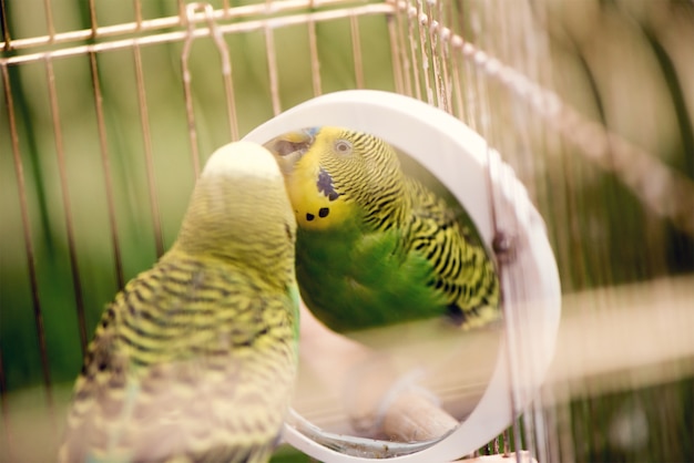 Zielona Papugi Nierozłączka Z Bliska Siedzi W Klatce. śliczny Zielony Budgie.