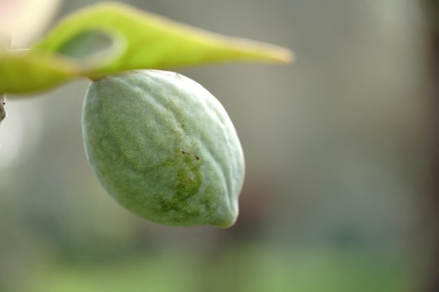 Zielona pistacja zwisa z gałęzi.