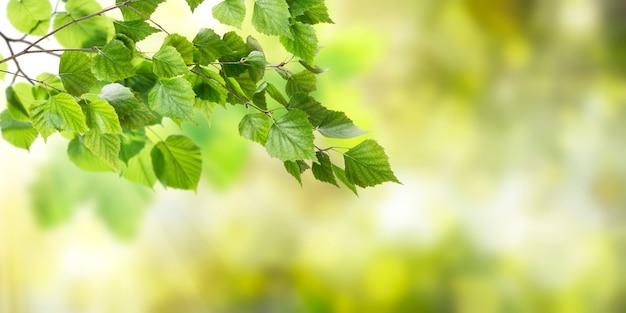 Zielona powierzchnia natura z liśćmi na gałęzi