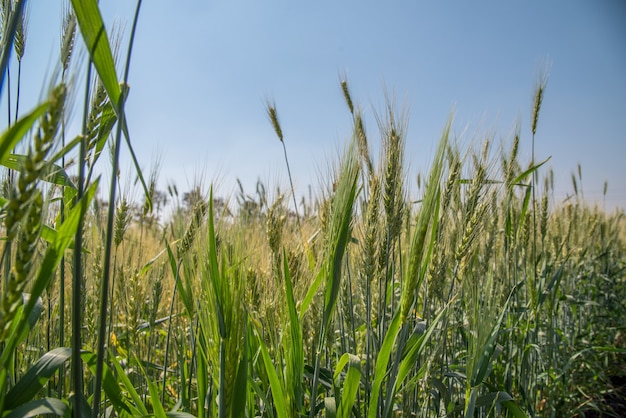 Zielona pszenica w polu gospodarstwa ekologicznego