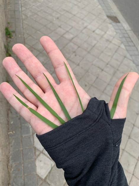 Zdjęcie zielona ręka