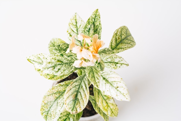 Zdjęcie zielona roślina crossandra różnorodna na białym tle koncepcja rośliny domowej