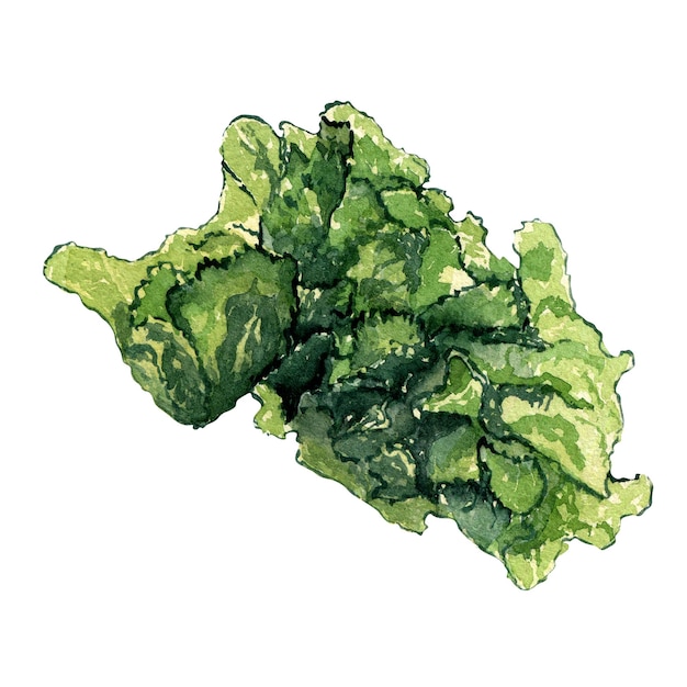 Zielona roślina morska akwarela ilustracja odizolowana na białym tle