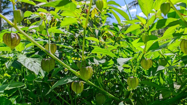 Zielona roślina Physalis peruviana z owocami