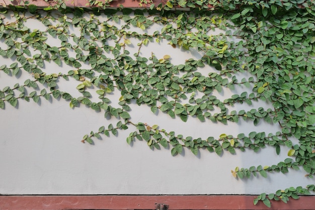 Zielona Roślina Pnącza Na ścianie