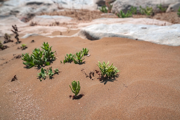 Zielona roślina przetrwała w pustynnym piasku