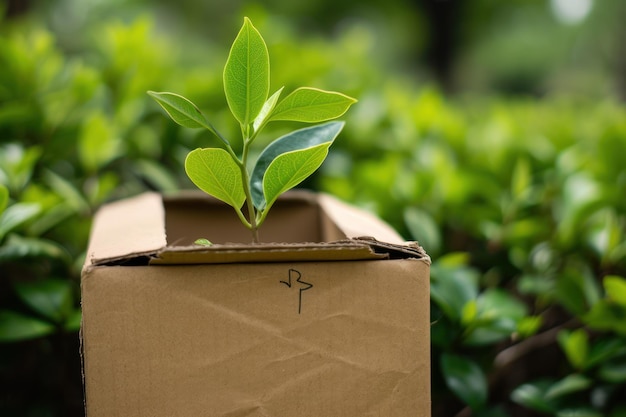 Zdjęcie zielona roślina rosnąca w kartonowym pudełku na naturalnym tle koncepcja ekologiczna