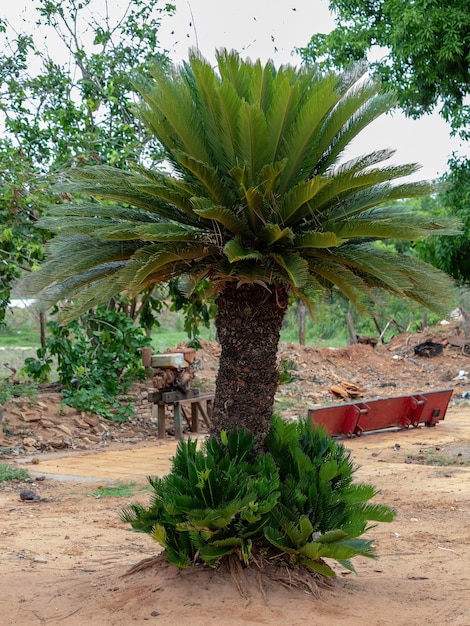 Zielona roślina sagowce z rodzaju Cycas