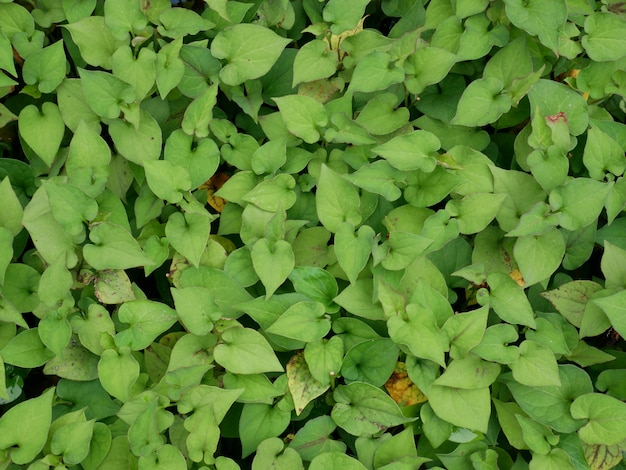 zielona roślina tekstura tło, liście tekstura, tło zielony liść
