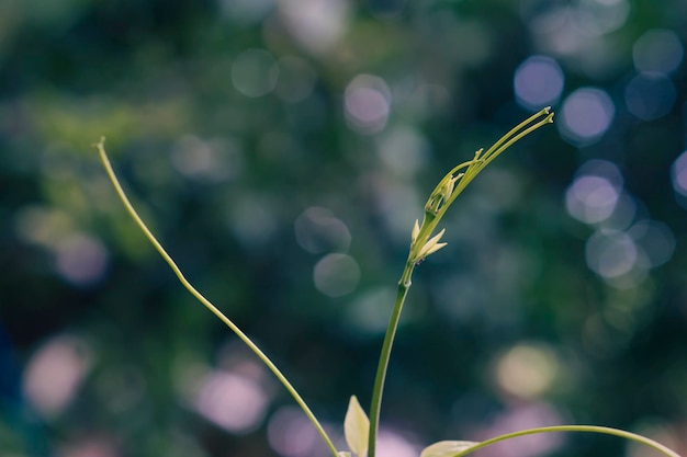 Zielona roślina z grren bokeh jasnym wiosennym tłem natury