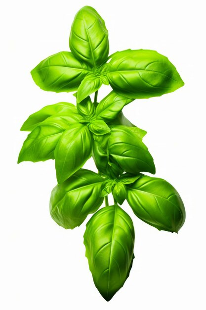 Zielona roślina z liśćmi na białym tle z ścieżką wycinania Generatywna sztuczna inteligencja