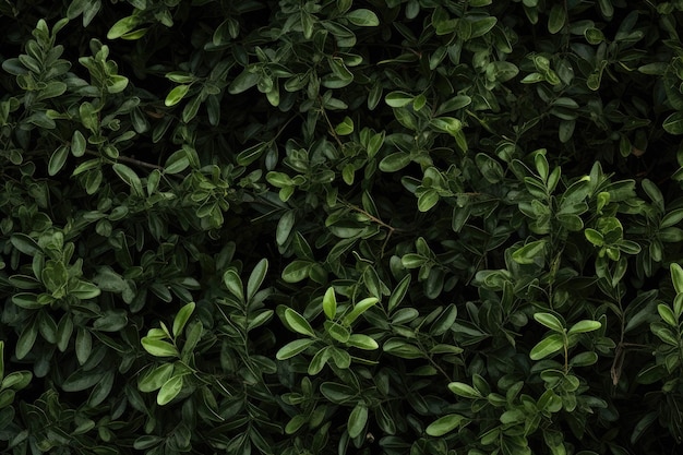 zielona roślina z zielonymi liśćmi