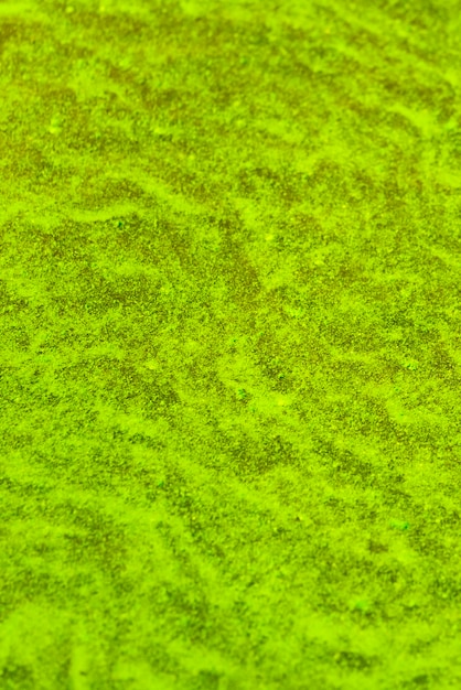 zielona rzęsa w wodzie
