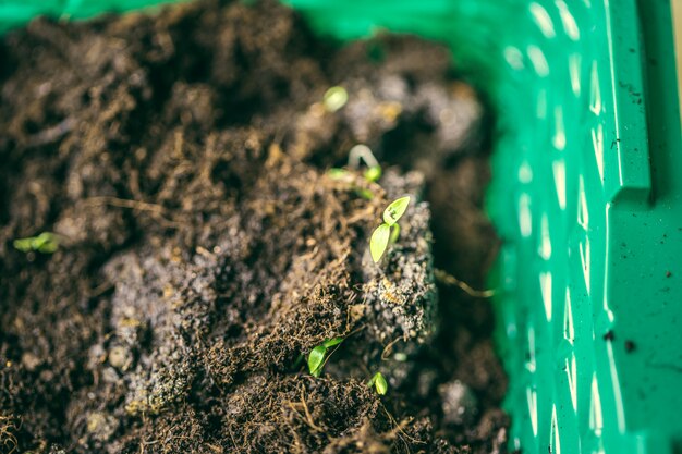 Zielona sadzonka wyrastająca z ziemi