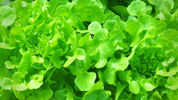 Zielona sałata dębowa w gospodarstwie hydroponicznym