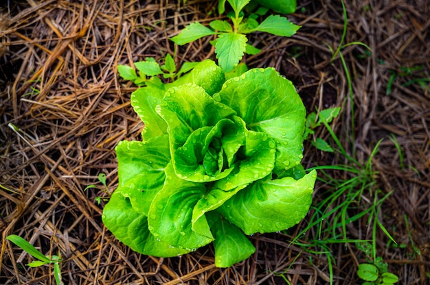 Zdjęcie zielona sałata w gospodarstwie ekologicznym, widok z góry