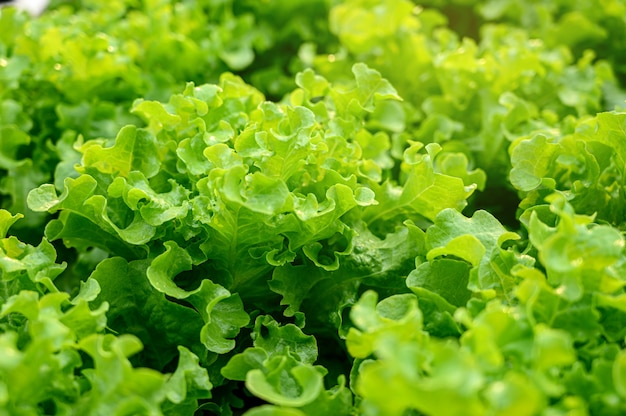 Zielona sałata w gospodarstwie ekologicznym