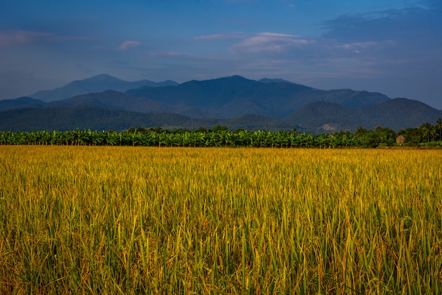 Zdjęcie zielona sceneria ricefield i las w wiosce.