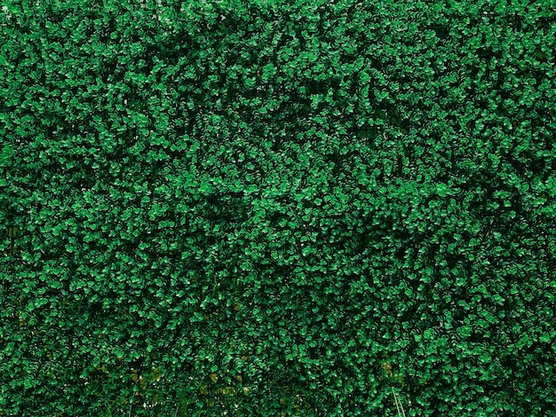 Zielona ściana w ogrodzie jako naturalne tło świeże liście i liście jako tło natury i projektowanie krajobrazu