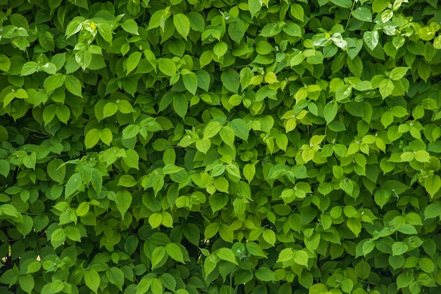 Zielona ściana Zielonych Liści W Pięknym Stylu Zielone Naturalne Tło