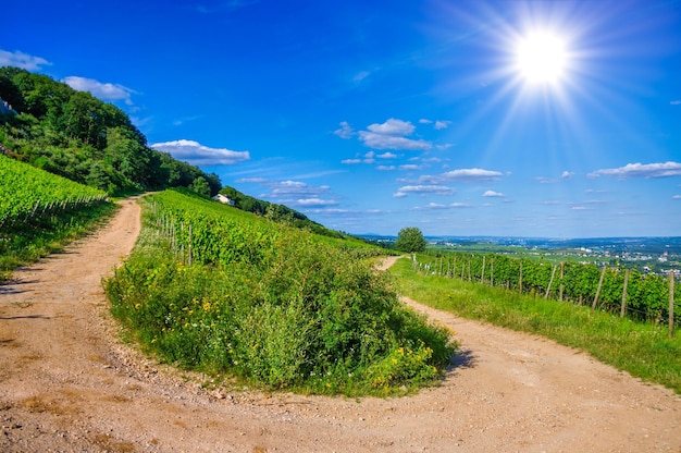 Zielona świeża winnica i Uturn droga blisko Ruedesheim RheinlandPfalz Niemcy