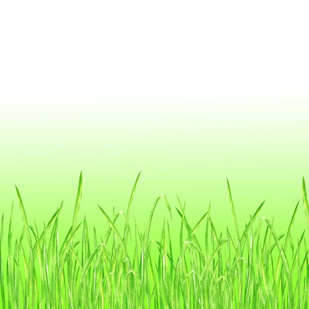 Zielona trawa. Lato tło z akwarela ręcznie rysowane jasny zielony świeża trawa. Akwarela eco design ziołowy kwadrat tło z gradientem.