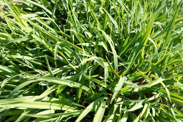 Zielona trawa liściasta na naturalnym trawiastym tle, flora.