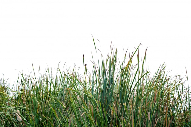 Zdjęcie zielona trawa na bielu