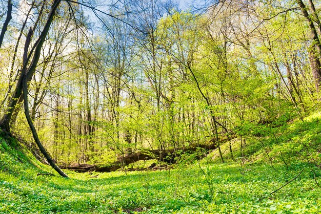 Zielona trawa na łące w wiosennym lesie