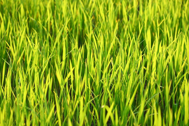 Zielona trawa na lato