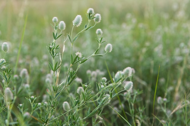 Zdjęcie zielona trawa na letnim tle