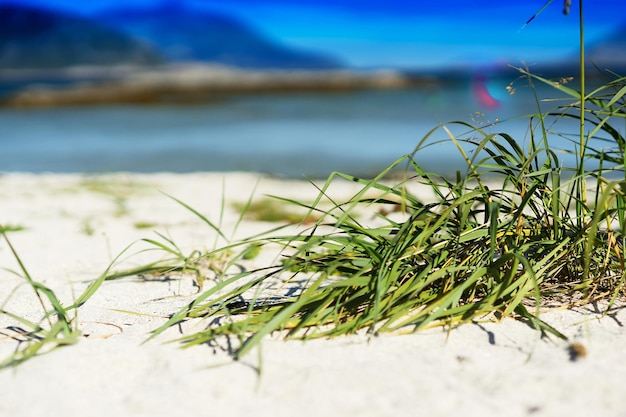 Zielona trawa na tle piaszczystej plaży hd