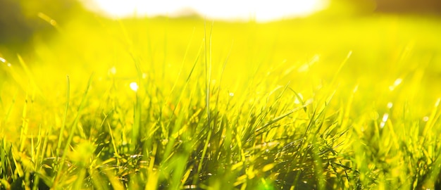 Zdjęcie zielona trawa na zewnątrz w światłach słońca. letni krajobraz łąka wiosna w słoneczny dzień. zdjęcie przyjazne dla środowiska. tapeta.