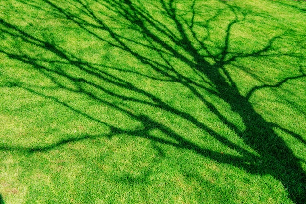 Zielona trawa. naturalne tekstury tła