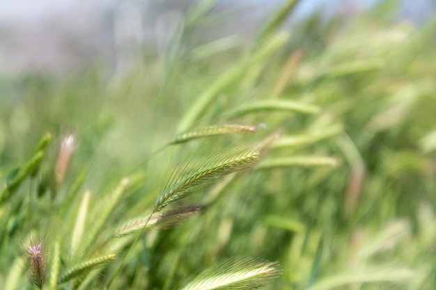 Zielona trawa naturalne tło. Kłoski żytnie zielone lub pszenne. Naturalne użytki zielone. selektywne skupienie. Pole trawy.